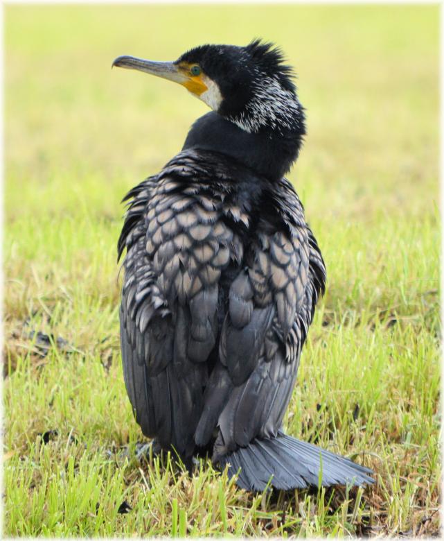 Free stock image of Great Cormorant created by Xposid