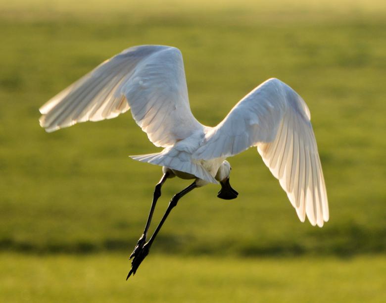 Free stock image of Eurasian Spoonbill created by Xposid