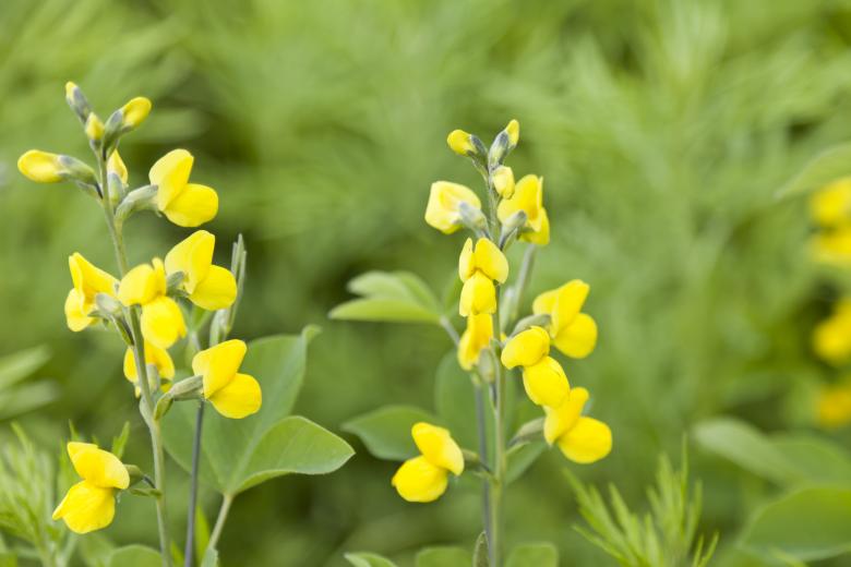 Free stock image of Yellow Flowers created by Andrei Seleznev