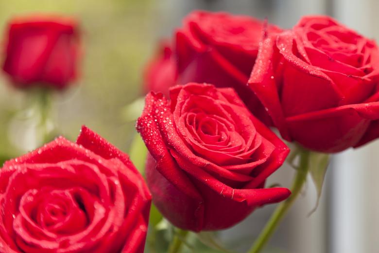 Free stock image of Red Roses created by Andrei Seleznev