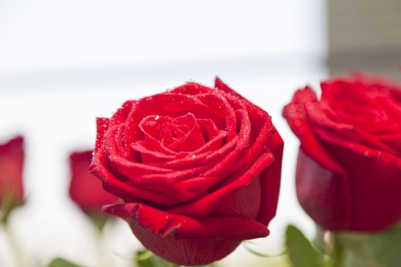 Free stock image of Red Roses created by Andrei Seleznev