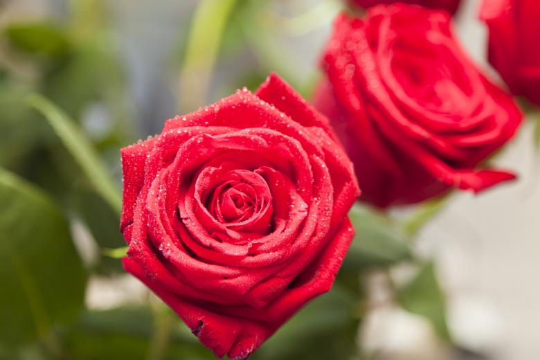 Free stock image of Red Roses created by Andrei Seleznev