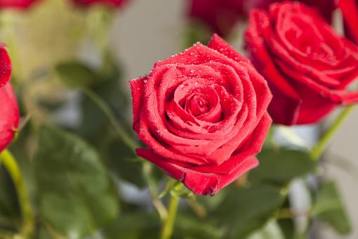 Red Roses
