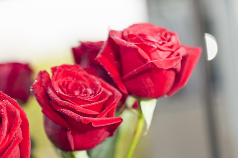 Free stock image of Red Roses created by Andrei Seleznev