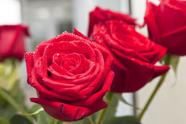 Free stock image of Red Roses created by Andrei Seleznev