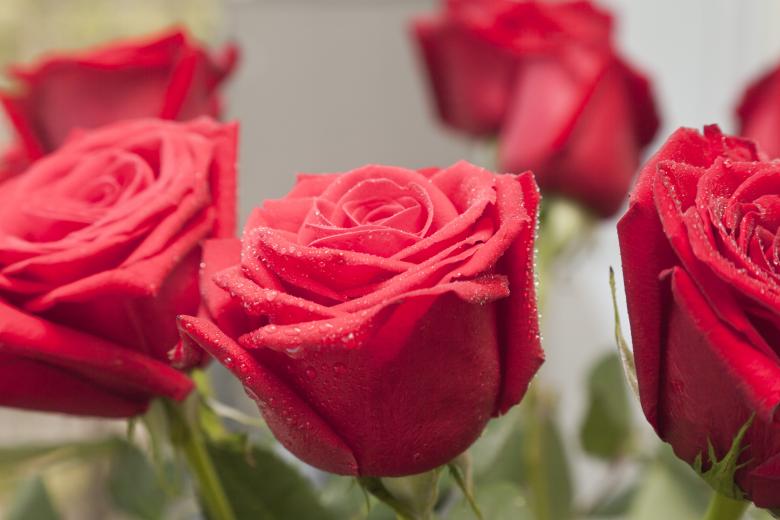 Free stock image of Red Roses created by Andrei Seleznev