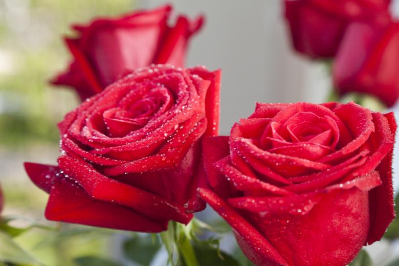 Free stock image of Red Roses created by Andrei Seleznev