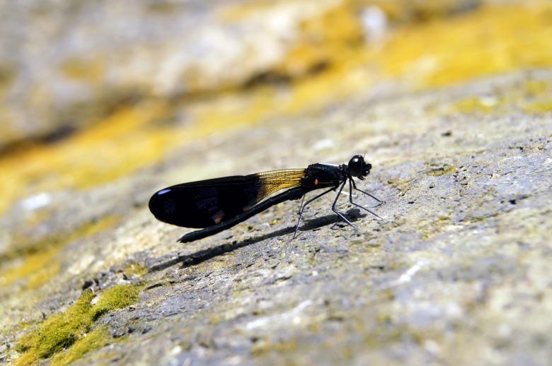 Free stock image of Cute dragon fly created by John Scorta