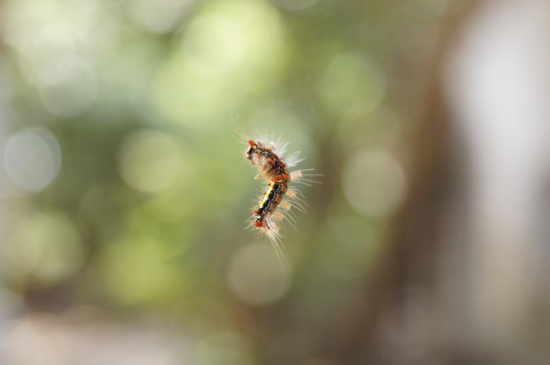 Free stock image of Floating worm created by John Scorta