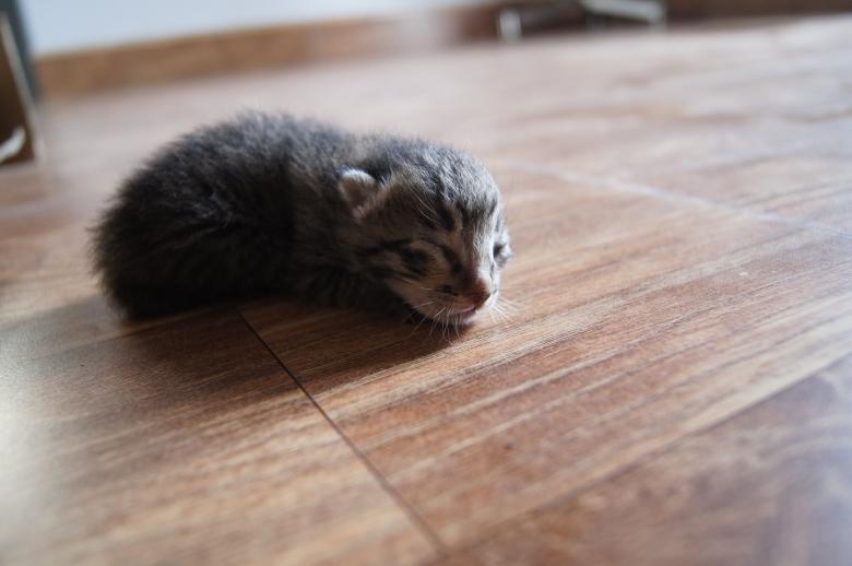 Free stock image of Kitty created by John Scorta