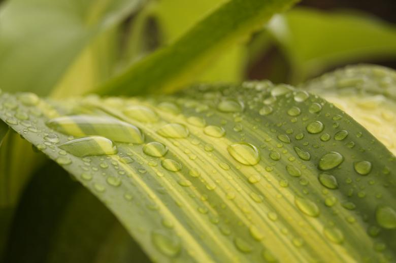 Free stock image of Dew of drops created by John Scorta