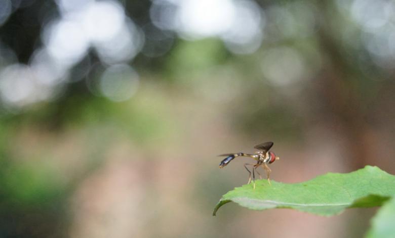Free stock image of Random fly created by John Scorta