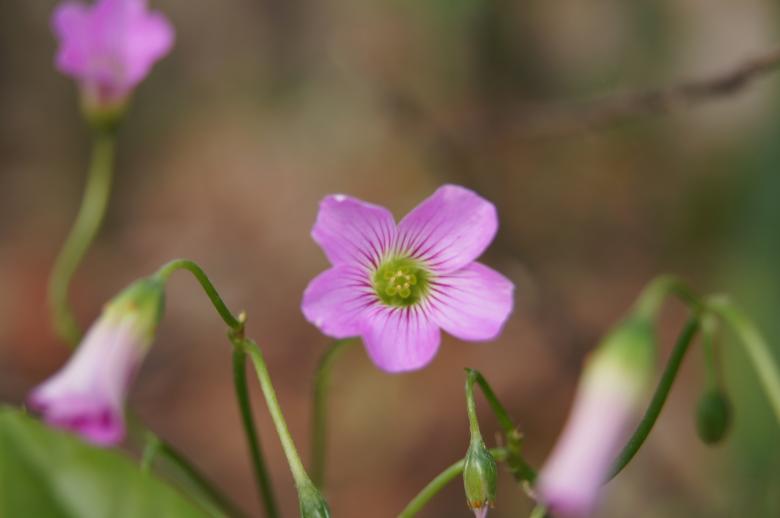 Free stock image of Random flower created by John Scorta