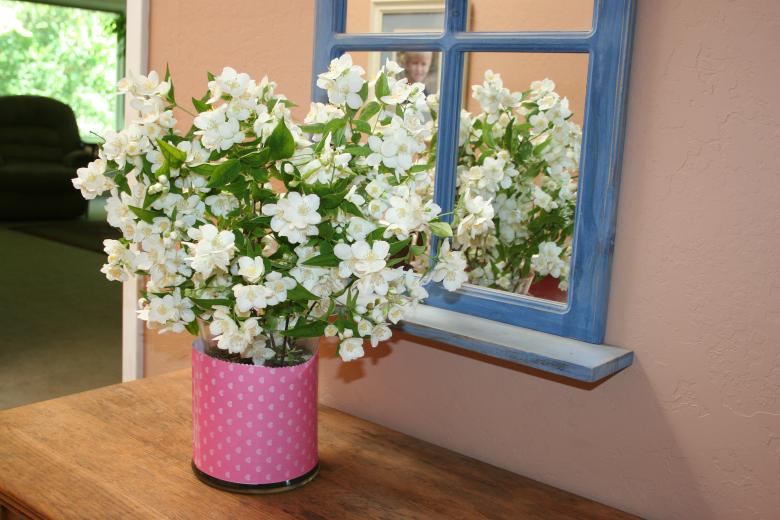 Free stock image of Mock Orange Bouquet created by Sue Osborn