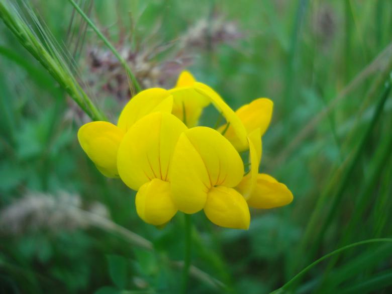 Free stock image of Wild flower created by Boris Kyurkchiev