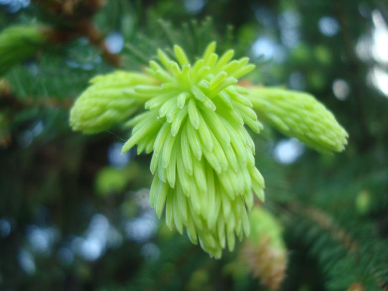 Free stock image of Coniferous tree closeup created by Boris Kyurkchiev