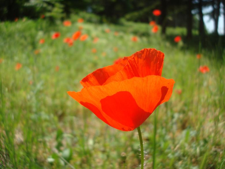Free stock image of Red poppy flower created by Boris Kyurkchiev