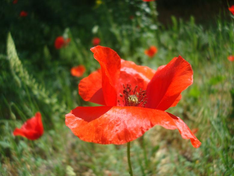 Free stock image of Red poppy flower created by Boris Kyurkchiev