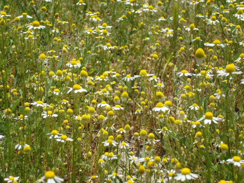 Free stock image of Camomile field created by Boris Kyurkchiev
