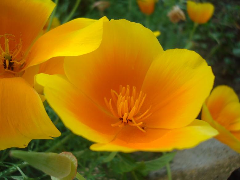Free stock image of Wild flower created by Boris Kyurkchiev
