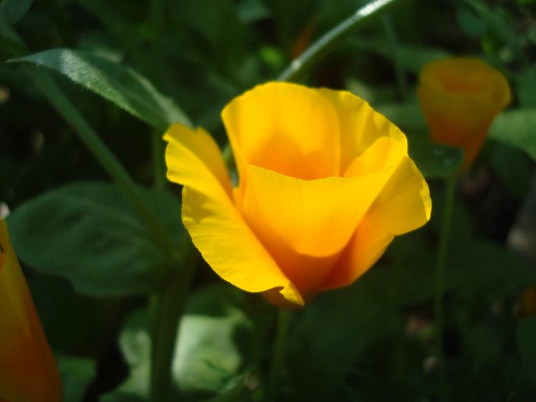 Free stock image of Wild flower created by Boris Kyurkchiev