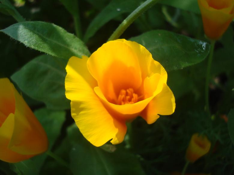 Free stock image of Wild flower created by Boris Kyurkchiev