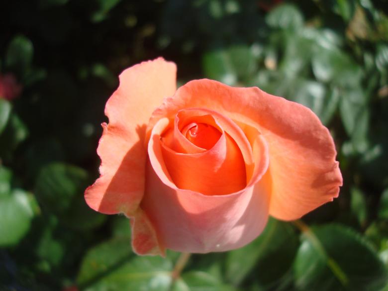 Free stock image of Red rose created by Boris Kyurkchiev