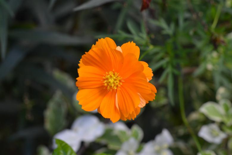 Free stock image of Orange Flower Blossom created by Ryan Jhoe