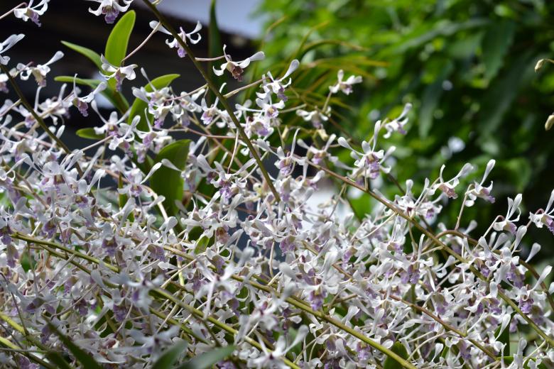 Free stock image of Tiny white orchid flowers created by Ryan Jhoe