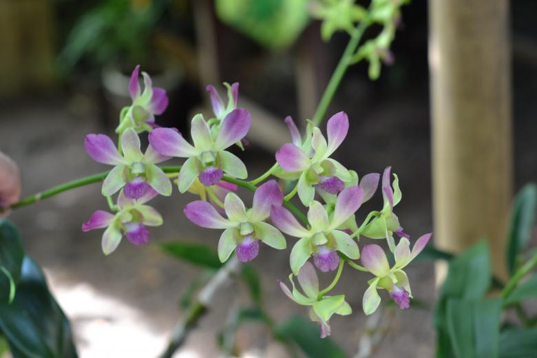 Free stock image of Green and purple orchid created by Ryan Jhoe
