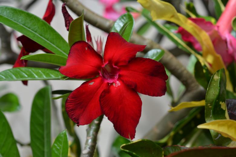Free stock image of Bloody Red Flower created by Ryan Jhoe