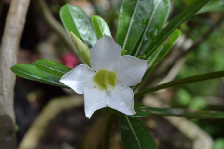 Free stock image of White Flower Blooming created by Ryan Jhoe