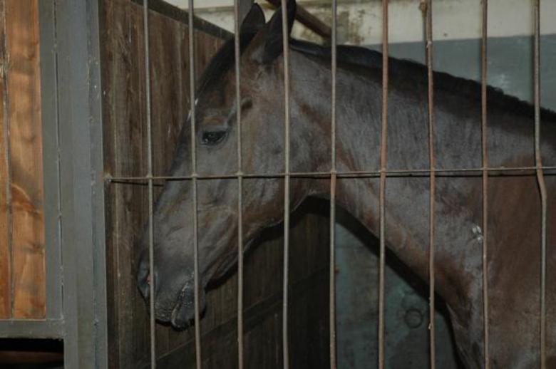 Free stock image of Horse behind bars created by Zenith