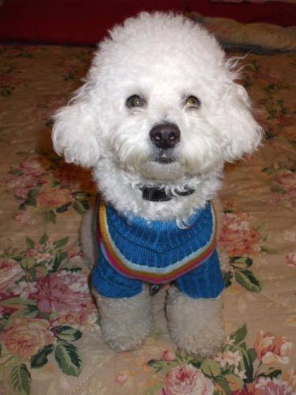 Free stock image of Puddle in sweater created by Zenith