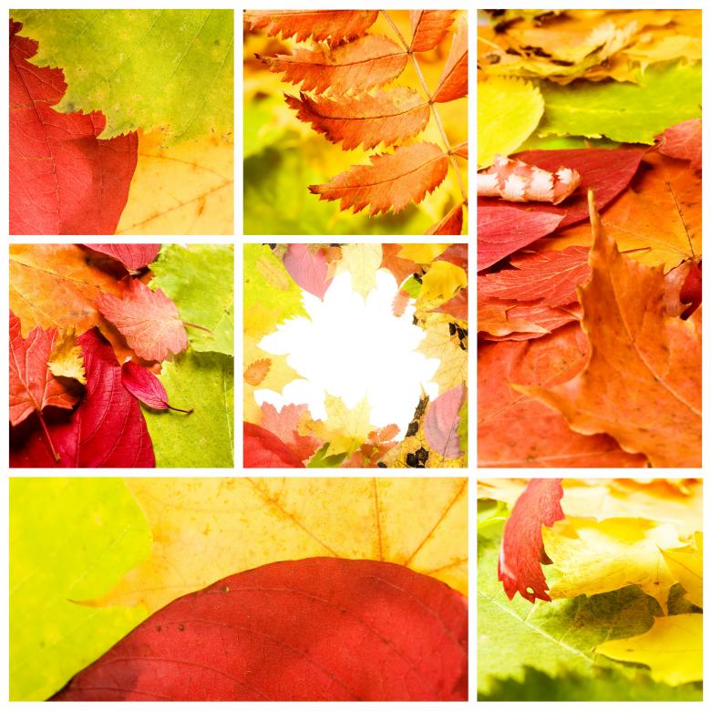 Free stock image of autumn leaves created by 2happy