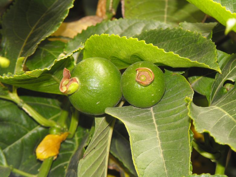 Free stock image of Passionflower Fruit created by Sagive SEO