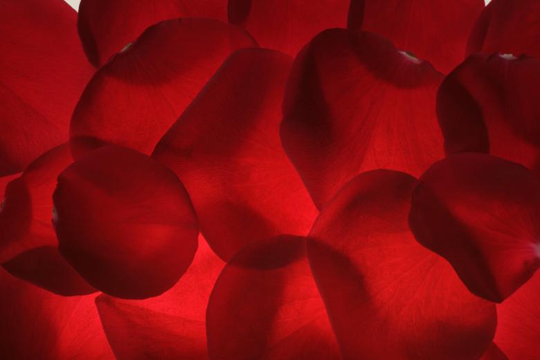 Free stock image of Red rose petals created by 2happy