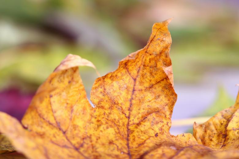Free stock image of Autumn leaf created by 2happy