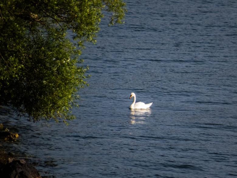 Free stock image of Swan created by Janis Urtans