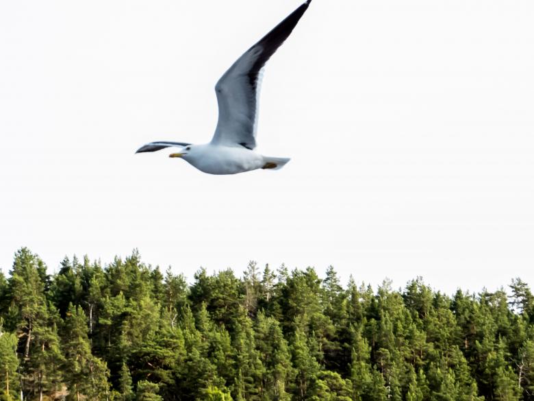 Free stock image of Seagull  created by Janis Urtans