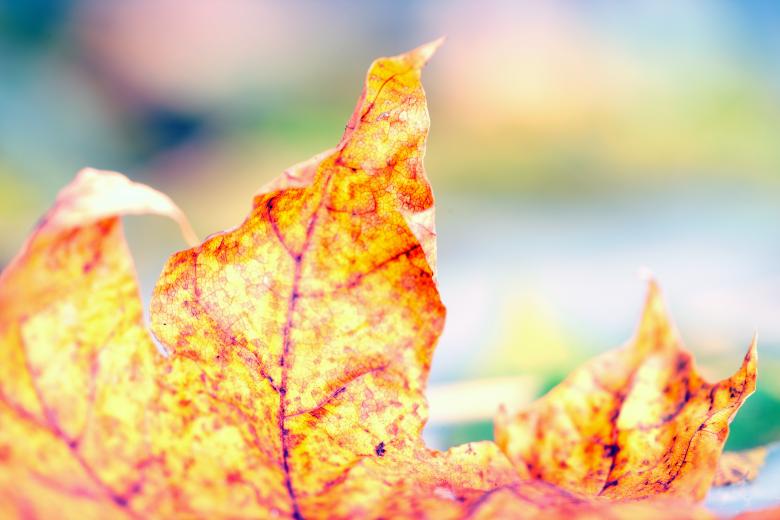 Free stock image of Autumn leaf created by 2happy