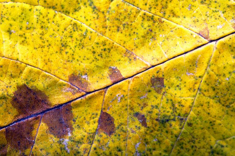 Free stock image of Autumn leaf created by 2happy