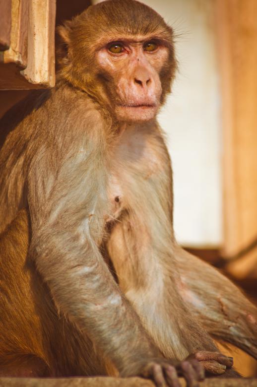 Free stock image of Wild Monkey created by Anna Alferova