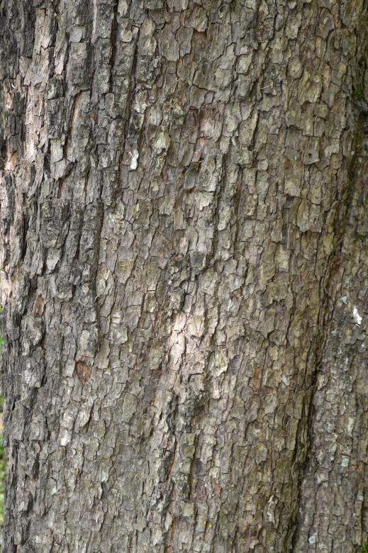 Free stock image of Bark of field maple created by Tomas Adomaitis