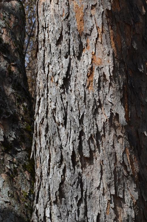 Free stock image of Bark of sycamore maple created by Tomas Adomaitis