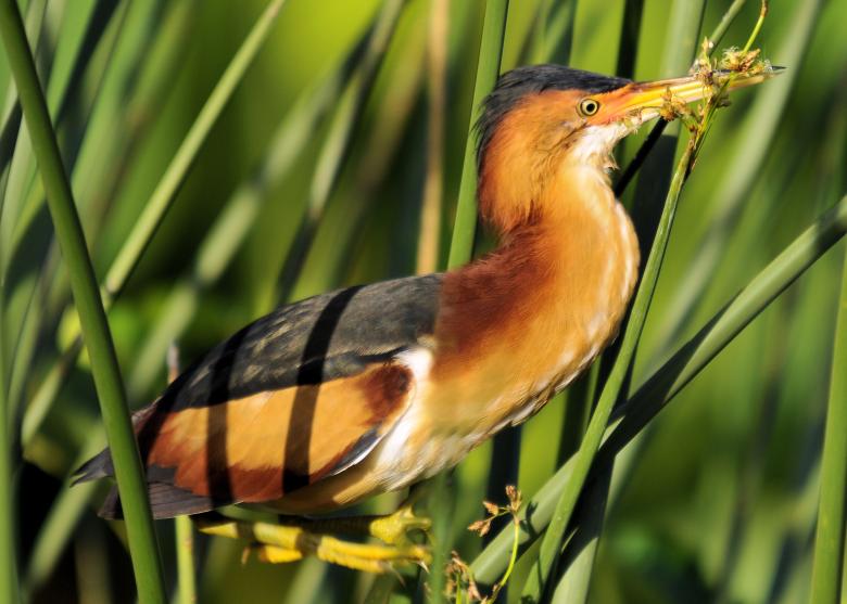 Free stock image of Least Bittern created by Donnie Shackleford
