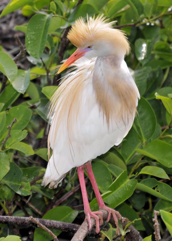 Free stock image of Egret in Bloom created by Donnie Shackleford