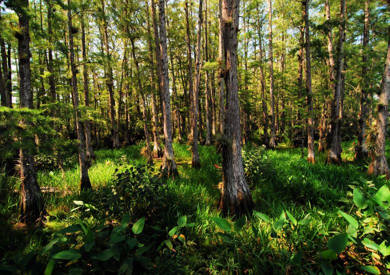 Free stock image of Deep Woods created by Donnie Shackleford