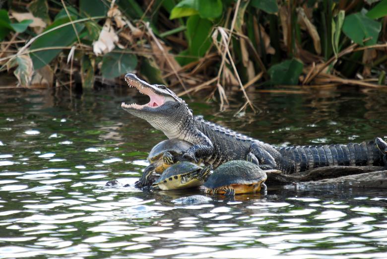 Free stock image of Turtle Collector created by Donnie Shackleford