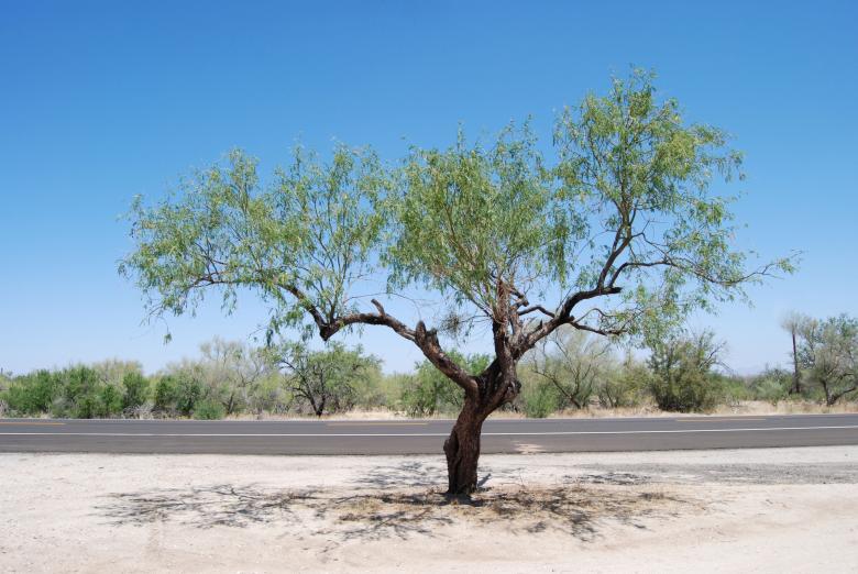 Free stock image of Single Shade created by Donnie Shackleford